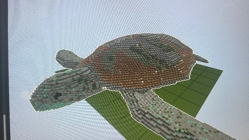 Turtle!!!